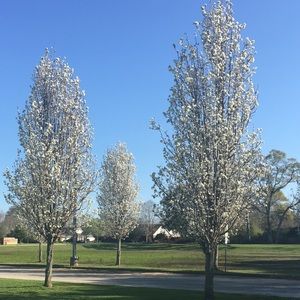 Meet your Posher, Shelley